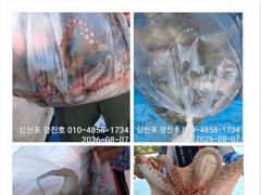 [사천] 문어출조,15,16,17,쭉~자리여유 예약가능