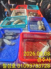 칠성3호 무늬오징어 조황입니다!