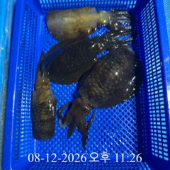 [ 무늬 팁런 ] 통영 내만권에도 무늬 활성도 좋아요