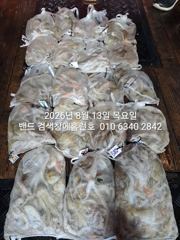 12일 홈런호 야간문어 장원22수 두족류 전문 언제나 굿조황 마무리 합니다