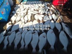 8월12일, 군산 범고래호 생미끼 다잡아 광어,우럭,농어 등 초대박 조황~8월 평일 선비 8만원 이벤트~