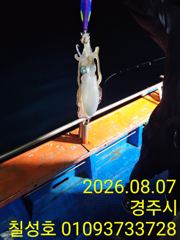 감포 무늬오징어 금요일부터 출항합니다