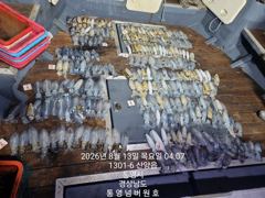 [통영] 넘버원호 무늬팁런 퍼담아요