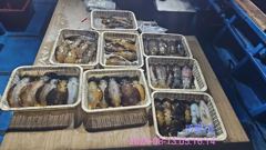 무늬오징어 팁런조황...