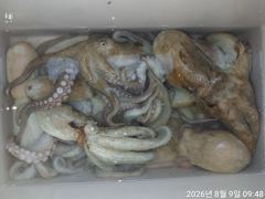 [마산] 감성호)진동내만 문어 조황입니다