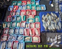 팁런 본시즌 폭발적인 마릿수 손맛!!! 오늘 출동합니다!!!