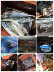 [포항] 야간 장어 고등어 전갱이 다잡아 렛츠고! 금토일월 예약중