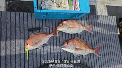 8월13일 참돔 피딩출조 굿조황