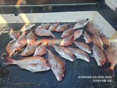 군산에프원호 12일 참돔타이라바 조황입니다.