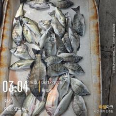 병산 감성돔36외 마리수 농어마리수 선외기 흘림조황~~