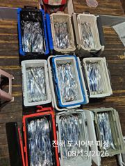 [진해] 13일새벽 내만갈치 큰놈.잔놈 막 올라와요~!! 오늘 예약가능