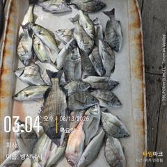 [고성] 병산 감성돔36외 마리수,농어 마리수 선외기 흘림조황~~
