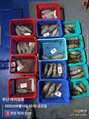 8월13일 무늬오징어 조황
