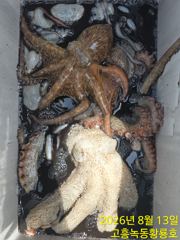 13일 문어 다녀왔습니다 마릿수 좋네요