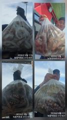 빅원호 문어일정(자리여유)