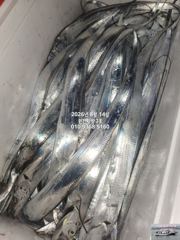 내만갈치) 14일 금요일 달려 달려~내만갈치야 딱 기댕기~예약중
