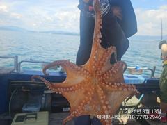 [진해] "돌문어" 어제도 6수 동시힛트!! 500g 전후들 개인12 부…
