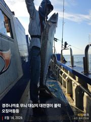 오전 실시간 대삼치 굿 ~~~마릿수 진행중 따오기 농어는 뽀너스