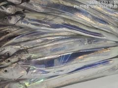 거제 뉴 진성호 8월 14일 야간 칼치 아침조항입니다