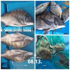 [사천] 삼천포 산분령 유료낚시터 8/13 조황입니다^^