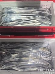 [진해] 14일새벽,내만칼치~버글버글 잘올라와 엄청잡고 오늘예약가능~