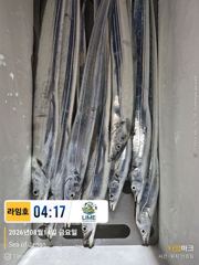 [통영라임호] 8월14일 갈치 입항조황!!!! 스타링크도 있어요 !!! 멀리서도 인터넷 어렵지 않아요 01023004931