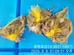 삼천포광명호2, (8/16.17)일,월요일 출조 확정 돌문어낚시 출조하실 조사님 예약 받습니다.여유자리 있습니다.....