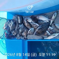 삼천포 내만권 감성돔