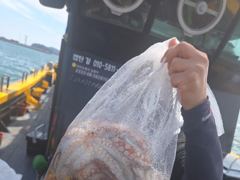 내만권 조황살아나네요 문어 내일 자리여유