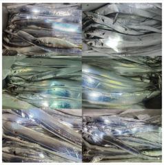 냉산갈치.마리수 만족