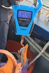 진해 주야간문어 13일 1.37K 1.25K부터 많이 물어주네요