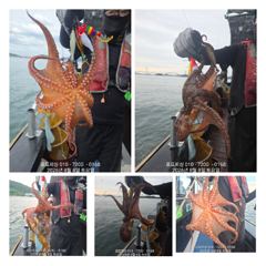 초보도 즐기는 끈적한 돌문어 ~~ 손맛