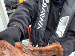 [사천] 사천팔포피싱 입니다 문어 갇이 출조 하실분 주중 주말예약 받습니…