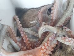 [진해] 돌문어 굵직한손맛 많이 빠지고 제법잡고.. ( 내일예약가능 )