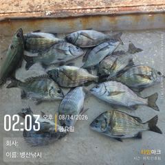 [고성] 병산 감성돔 마리수 농어마리수 선외기 흘림조황~~