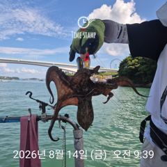 [사천] 문어 장원 22마리!