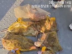 9물 14일 문어조황