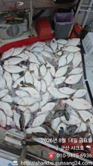 군산샤크호 8월14일 광어 마릿수 굿 조과