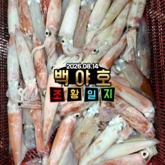 08.14 제주 백야호 한치 조황