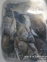 14일 초도군도 조황 입니다