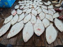 [군산] 8/14, 생미끼~대광어~싸이즈 굿~연일 굿 조황~농어,얼음돔,…