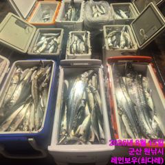 <레인보우호> 야간고등어/삼치~만쿨조황(14일)