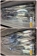 [통영] 통영 뉴 아시아호>> 대 갈치가 애간장을 태우네요~월요일(17…
