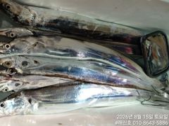 [진해] (갈치)번쩍번쩍 3지4지 특上품 생미끼 덥썩~해신호(17일 예약…