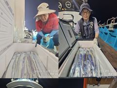 14석통영명륜3호)왕갈치 씨알~굿굿 마릿수는 조금 아쉬워요 밤새도록 고생하셨습니다(내일예약가능)