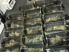 야간문어! 사이즈,마릿수 엄청나게 잡고 기분좋게 입항~내일 예약가능