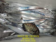 8월14일 갈치 조황
