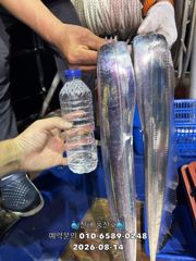 "준내만갈치" 4지 쌍걸이~ 대박 조황~(예약가능합니다)