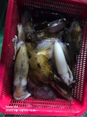 [통영] 무뉘오징어 대박조황