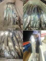 [여수플라워호] 15일 갈치 조황입니다. 010-2004-5524